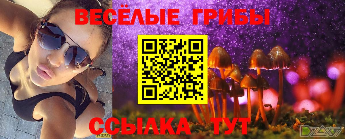 Галлюциногенные грибы Psilocybe  Вход с VPN  где купить наркоту  Светлоград 